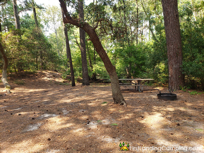 First Landing Campground Site 110
