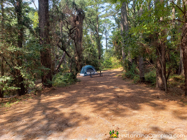 First Landing Campground Site 115