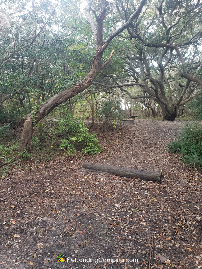 First Landing Camping Site 11 A