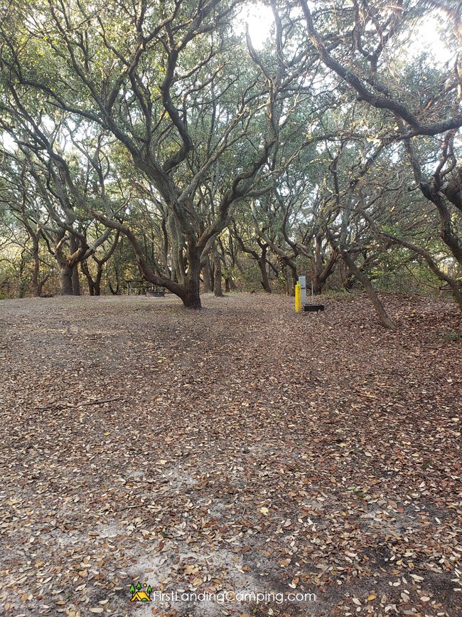 First Landing Camping Site 21